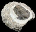 Gerastos Trilobite Fossil - Morocco #52110-2
